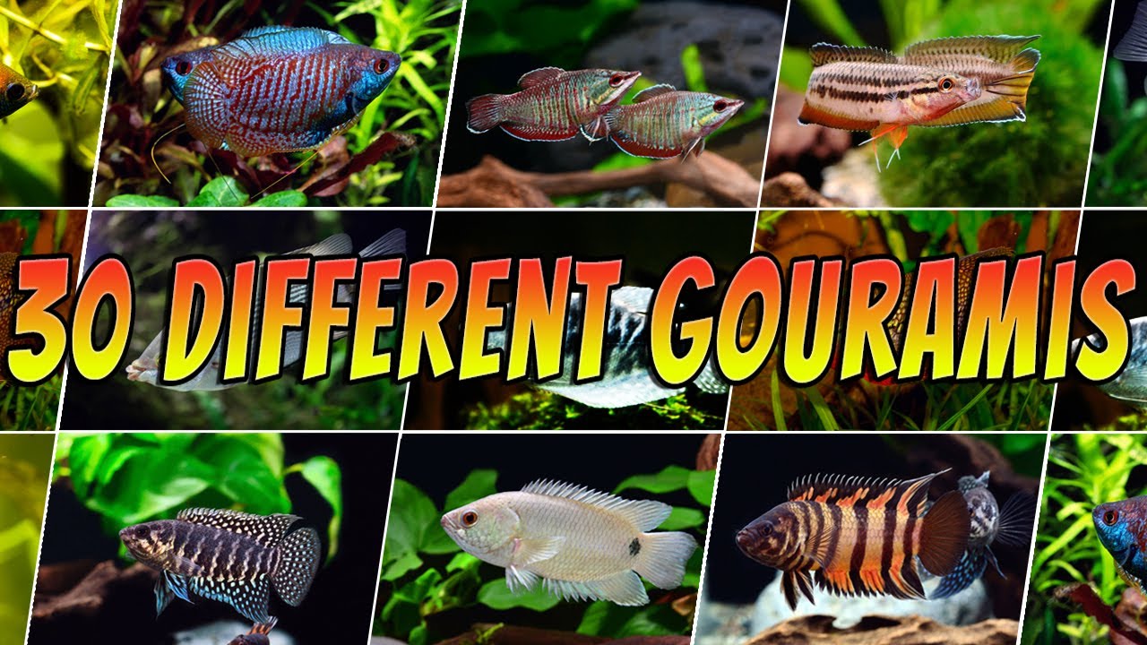 30 Rare & Common Gouramis - Top Aquarium Gourami Types