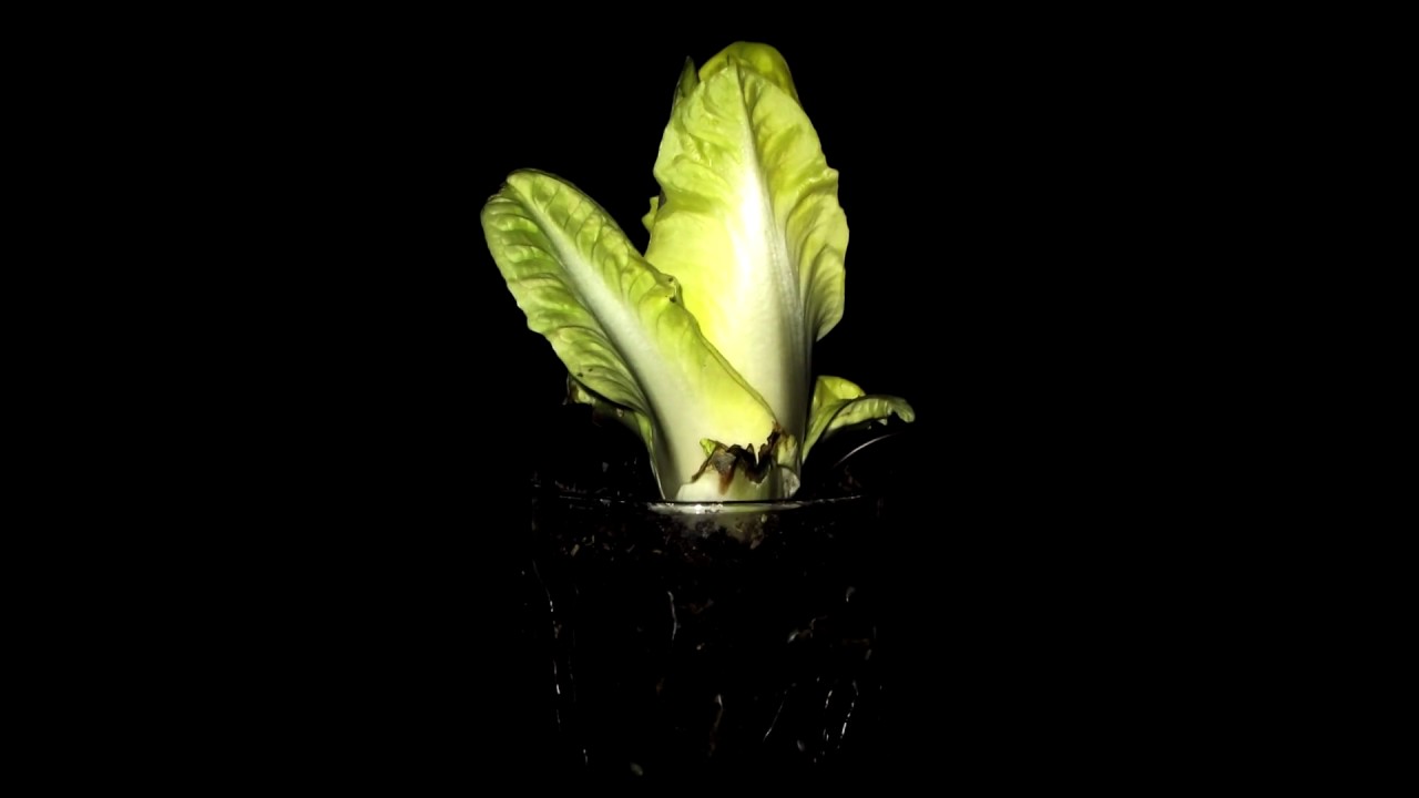 Growing Chicory/Endive Timelapse