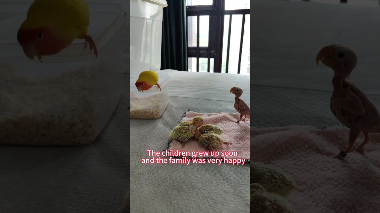 (part 12)A serialized story of a parrot infected with PBFD virus.  The kids grow up fast.