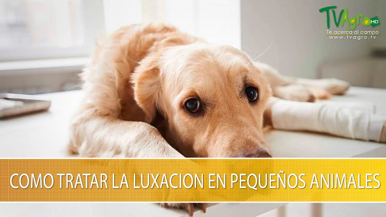 Como Tratar la Luxacion en Pequeños Animales- TvAgro por Juan Gonzalo Angel Restrepo