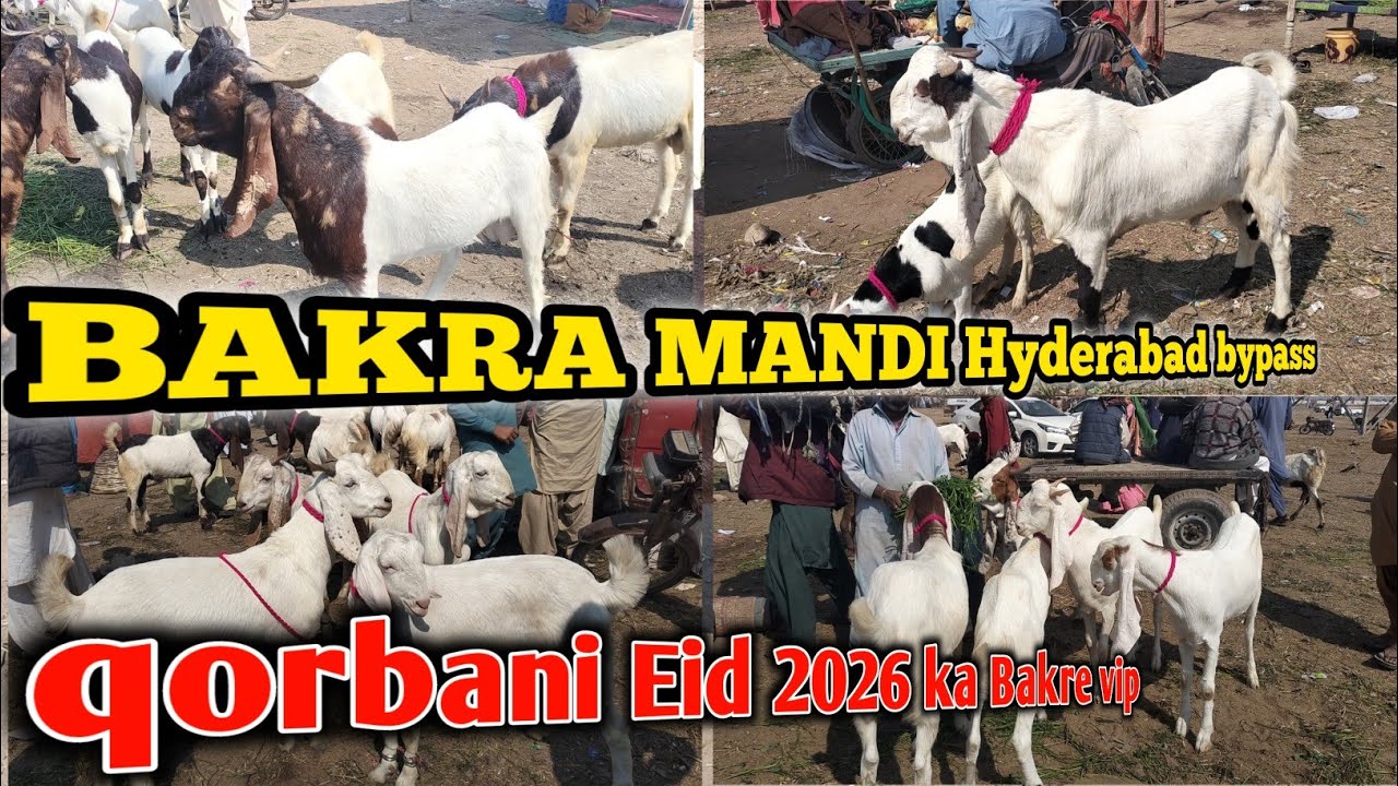 بکرا منڈی حیدرآباد 2026 | بکرے بکریوں کے تازہ ریٹ | Hyderabad Bakra Mandi Today