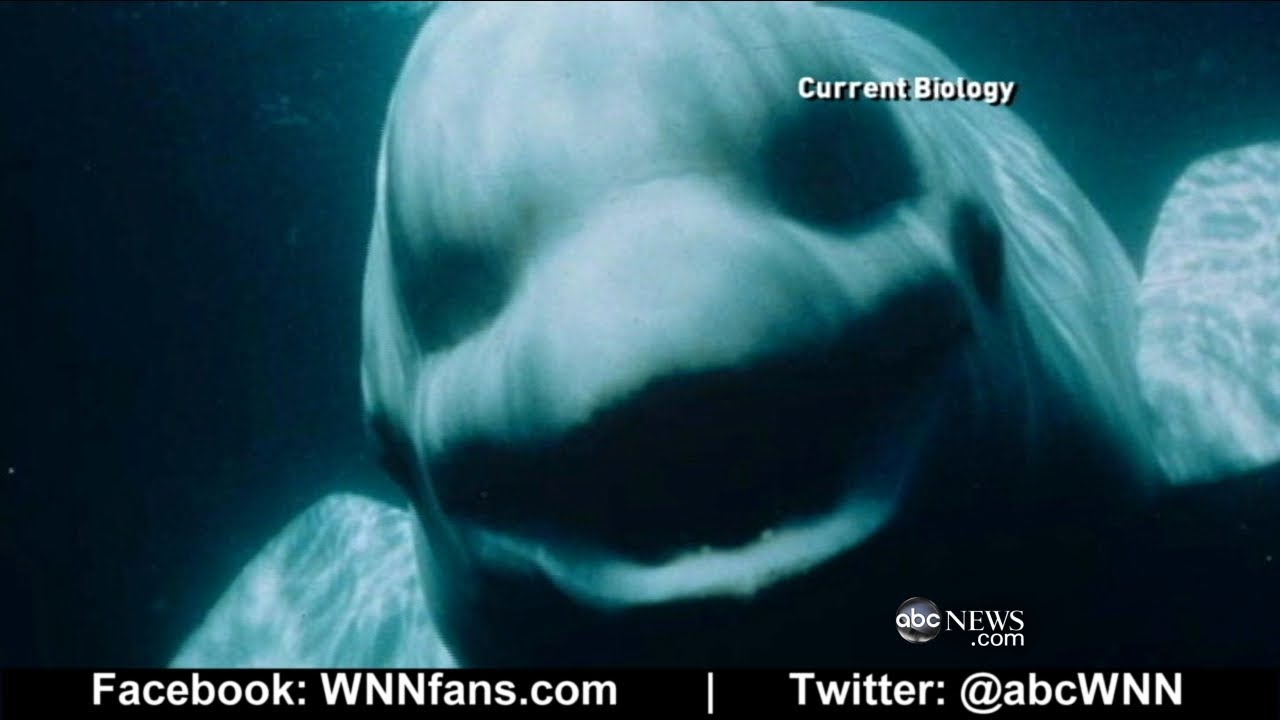 Beluga Whale Sounds Like a Human