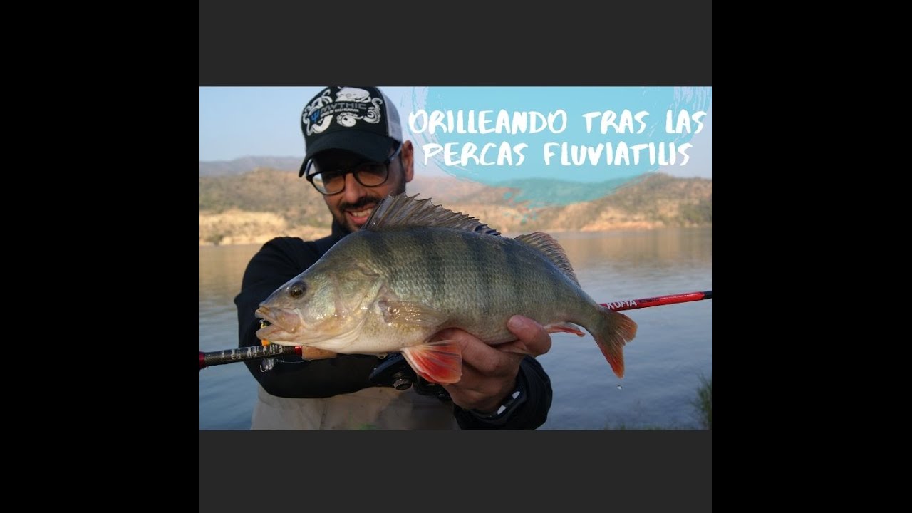 Orilleando tras las Percas Fluviatilis. Su pesca desde orilla