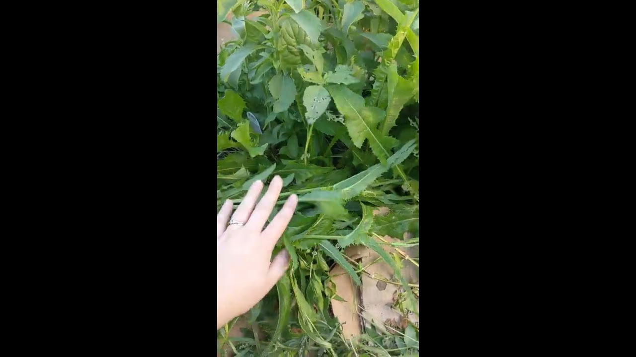 Mulch with your weeds using  