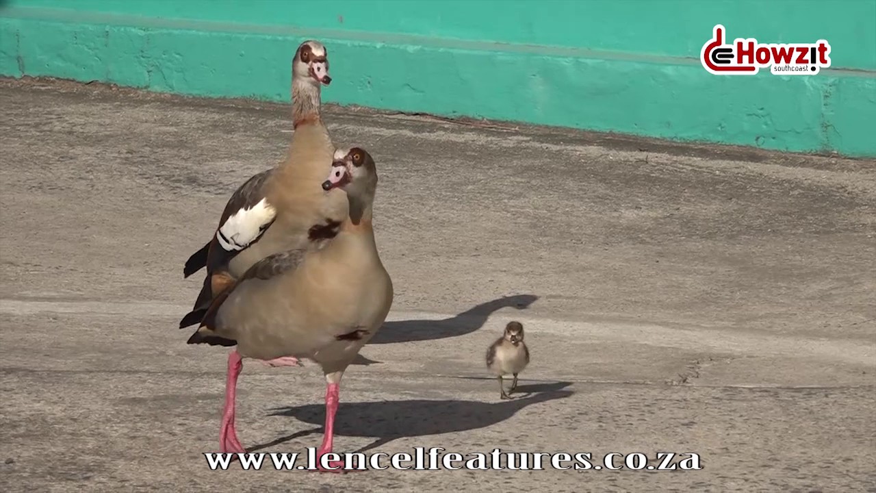 Egyptian Geese Rescue