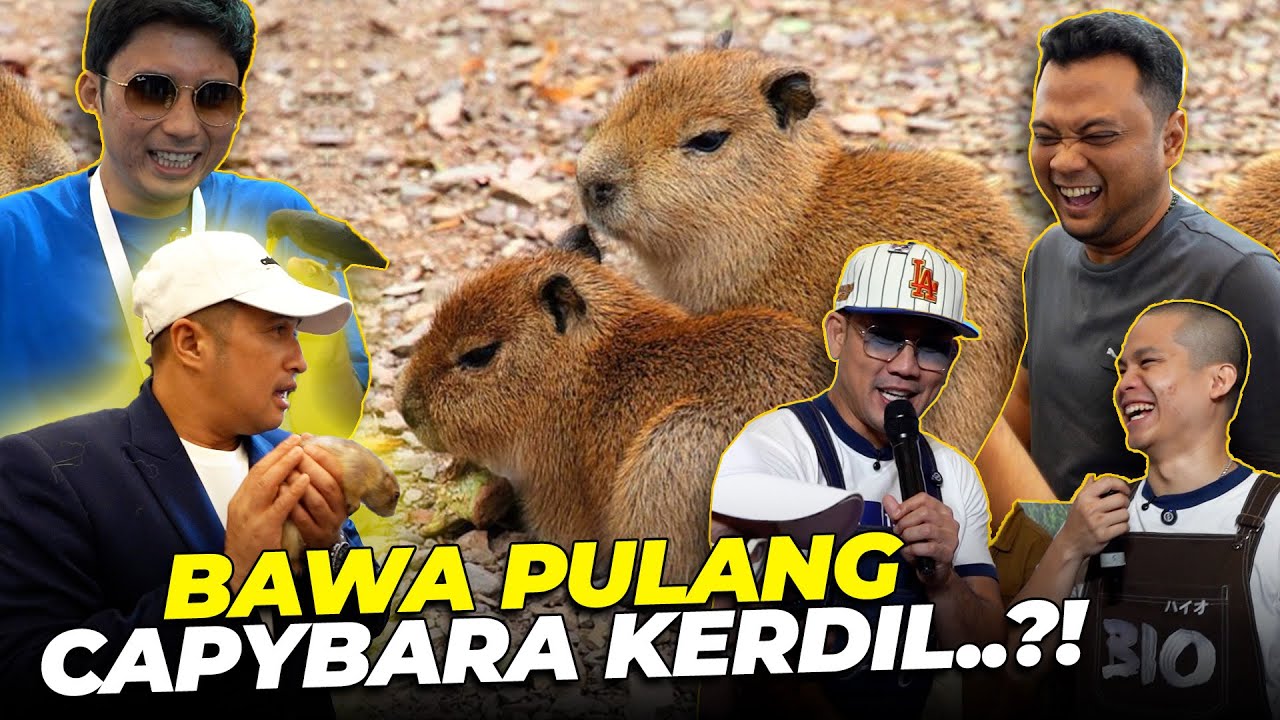 DENSU, CELLOS, ALSHAD, & PANJI BIKIN HEBOH..! ADA CAPYBARA KERDIL..??