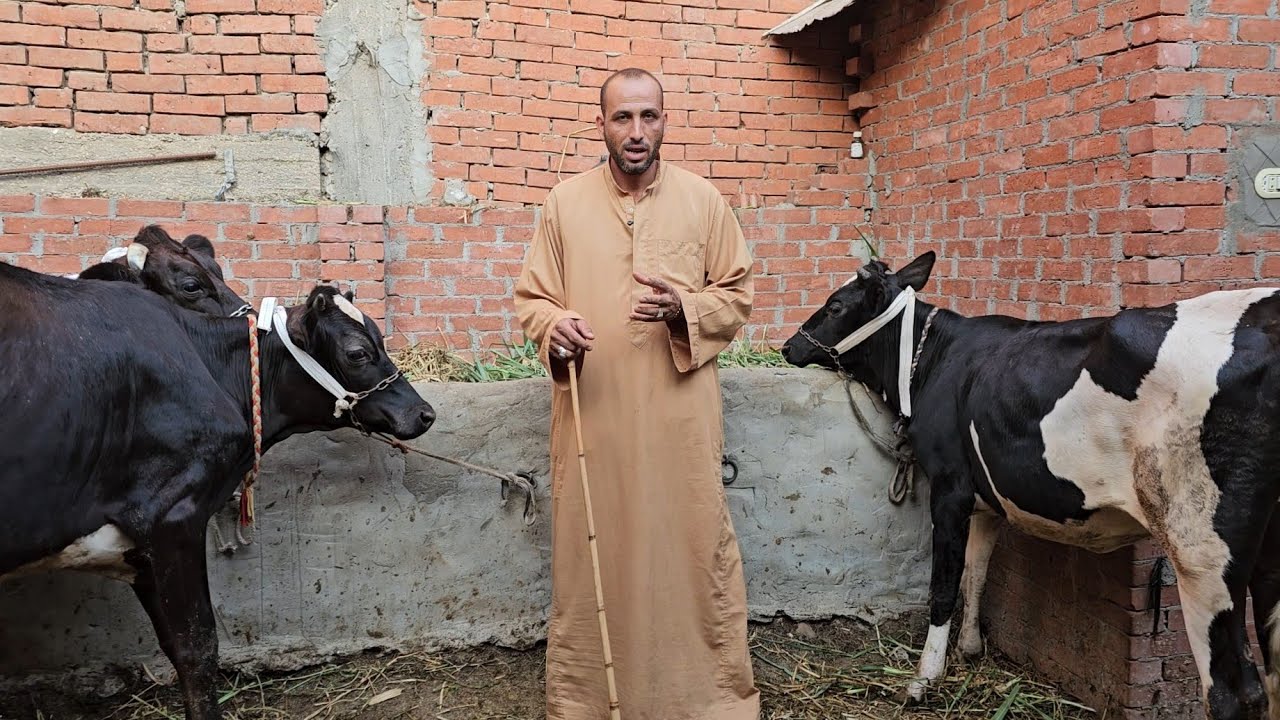 دمار شامل في اسعار البقر الوالد والعشر ولبن وانتظار ولادة والعجلات بسعر يفتح النفس #بيت_الريف
