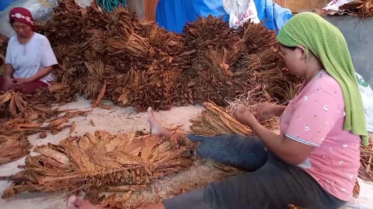 Bagaimana proses sortasi daun tembakau..