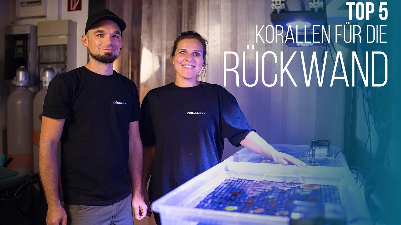 TOP 5 | Korallen f&uuml;r die R&uuml;ckwand | Coralaxy