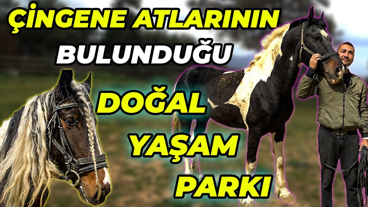 120 DÖNÜMLÜK DEVASA AT ÇİFTLİĞİ! (At Kapısını Açıp Ortalığı Karıştırdı!)