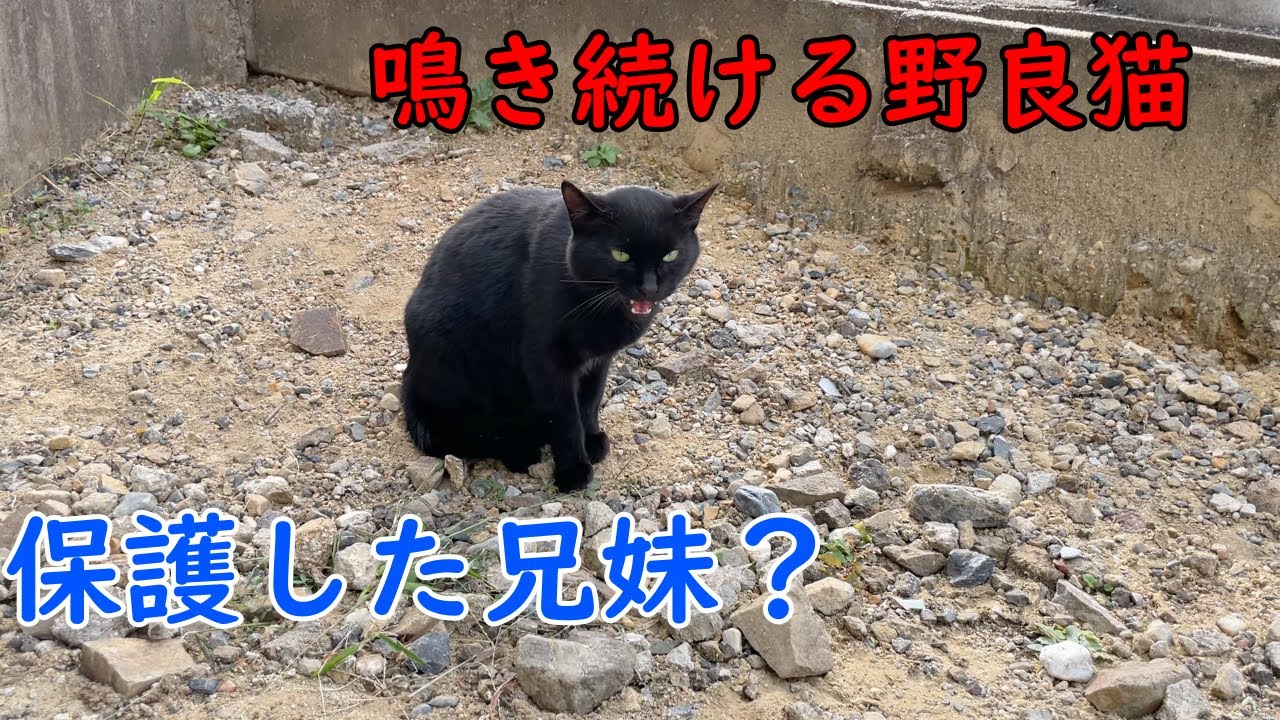 保護した捨て猫達にそっくりな野良猫が家に遊びに来た
