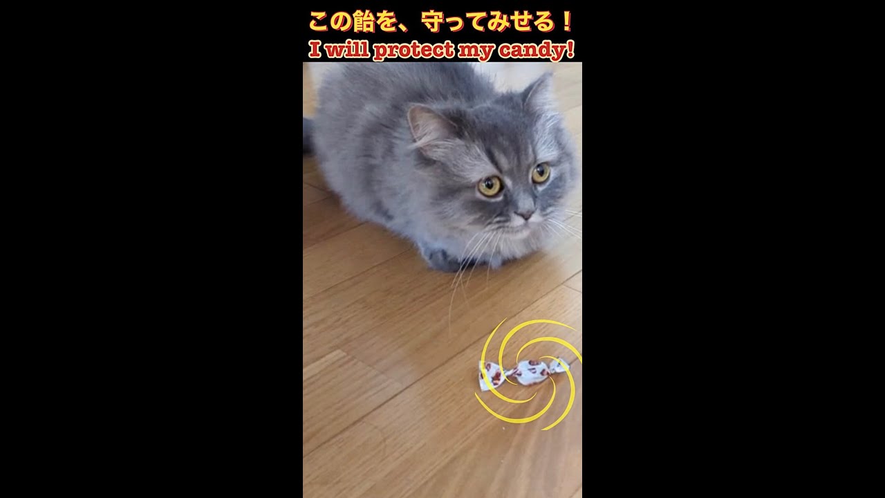 飴を盗まれまいと監視する猫(Cat watching around so that nobody can steal his candy)#Shorts