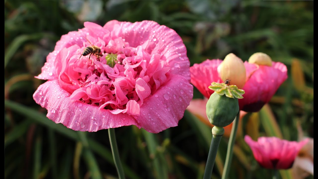 Schlafmohn (Papaver somniferum) Flower  ✔