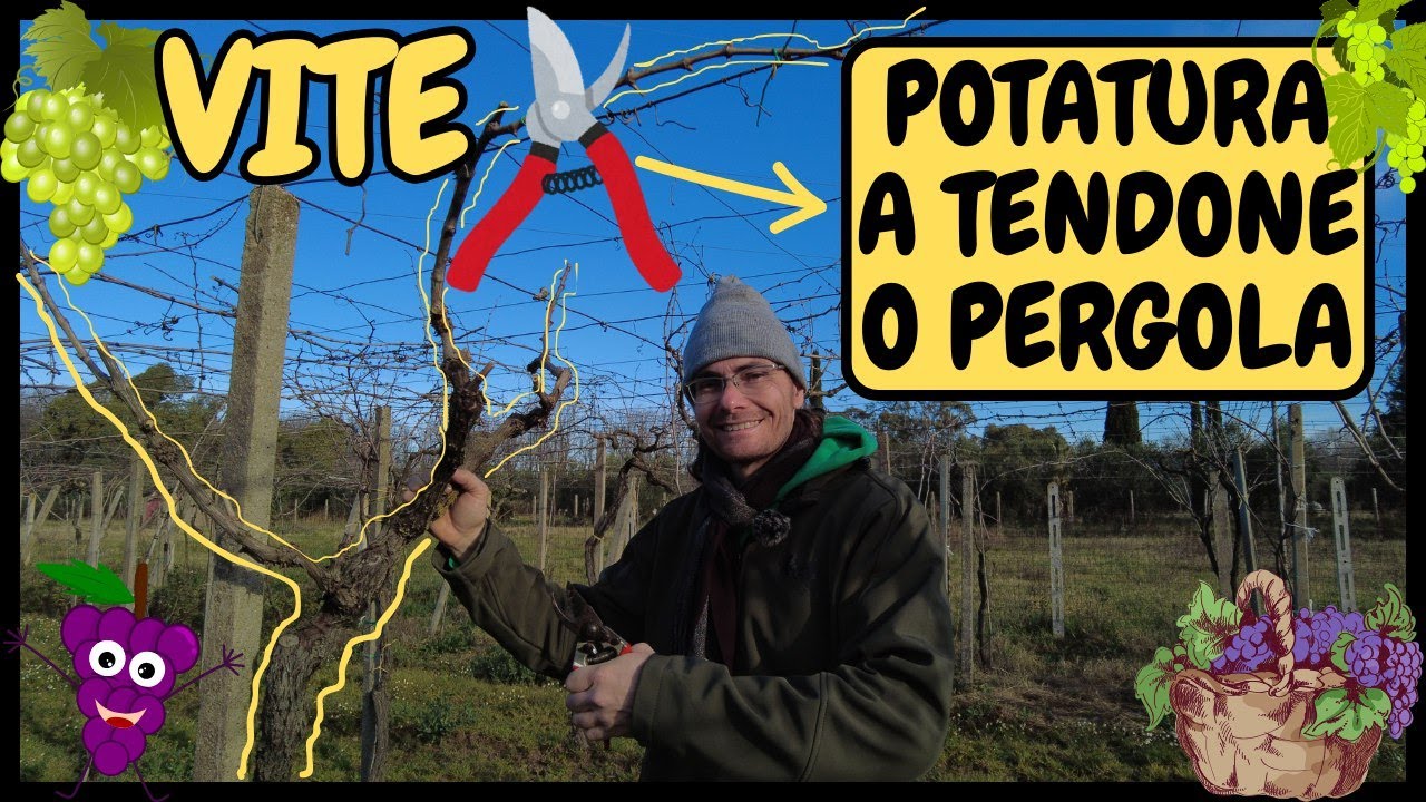 Potatura Vite: PERGOLA o TENDONE | Guida pratica su come potare la vite