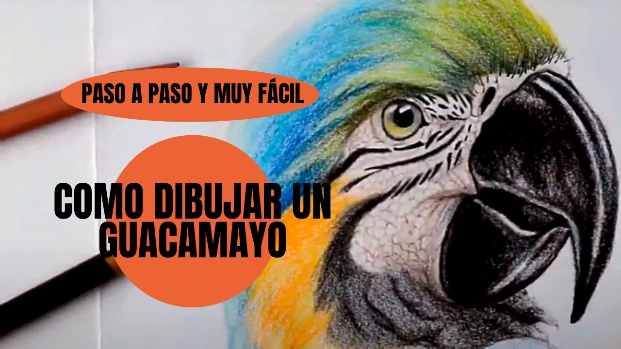 Tutorial Como Dibujar una Guacamaya realista paso a paso muy fácil