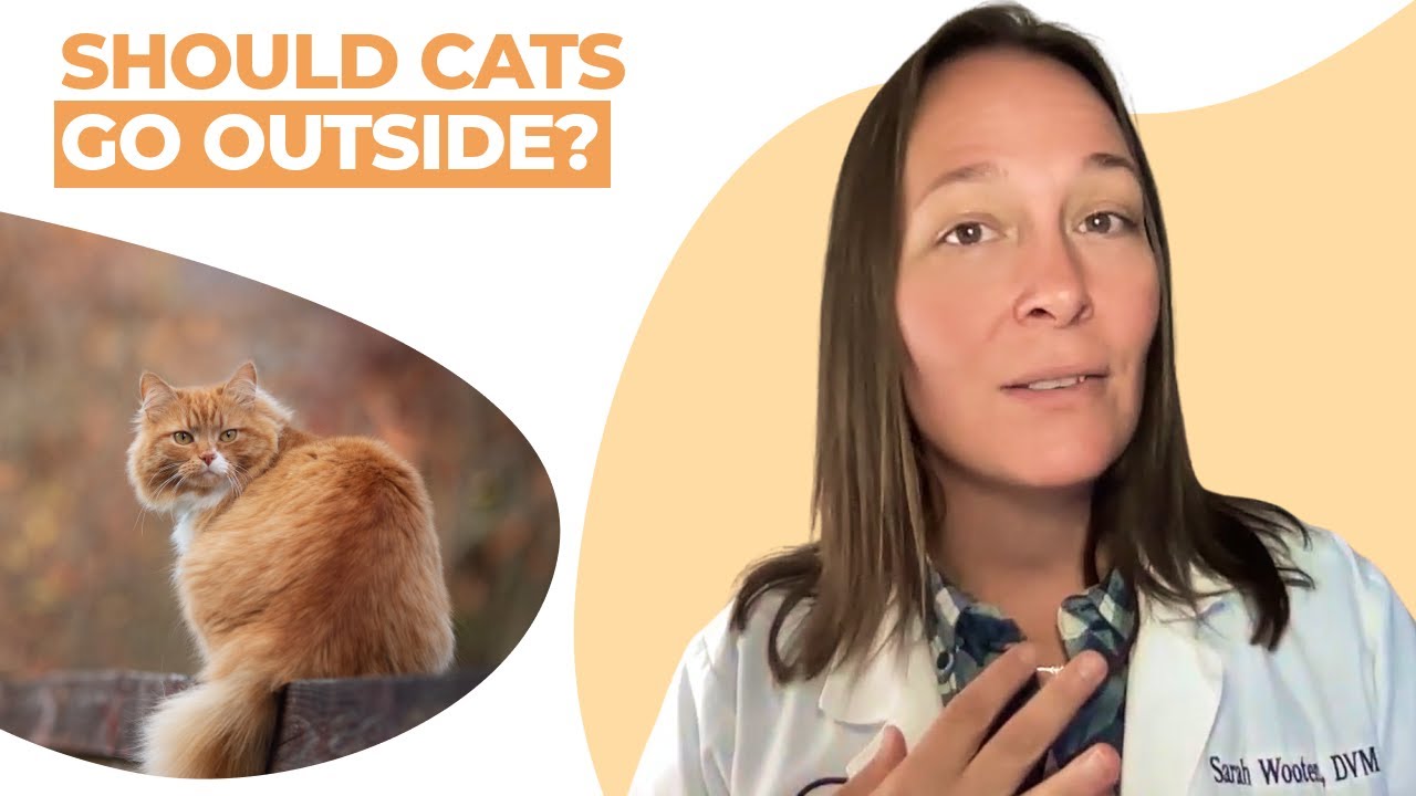 Should Cats Go Outside? (Vet Explains)