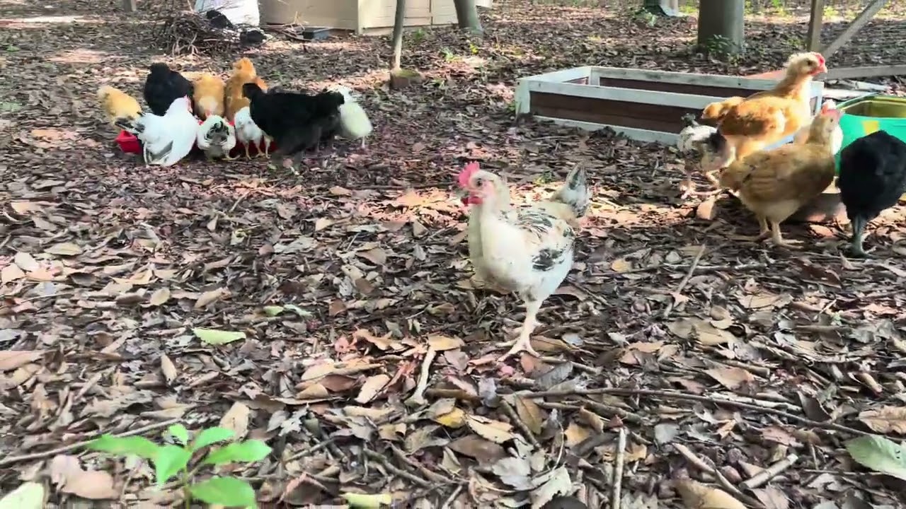 🐣 Tiny Chick Feeding Time #babychicks #shorts 
