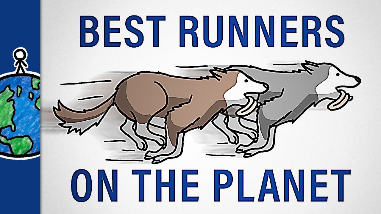 Why Don't Sled Dogs Ever Get Tired?