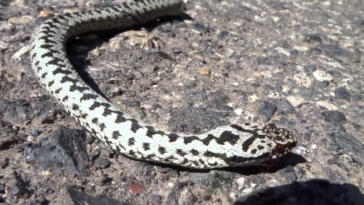 Kreuzotter (Vipera berus)