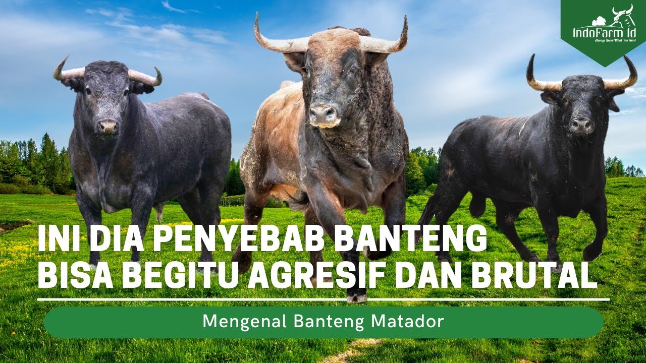 BANTENG GALAK SEKALI! Penyebab Banteng Spanyol Sangat Galak dan Agresif
