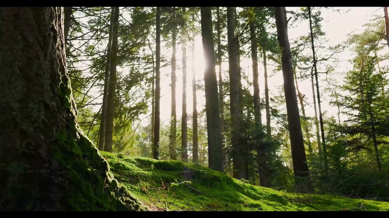 9 Hours Morning Forest in 4K 🌲 Peaceful Nature Sounds, Birds Chirping, Relax, Sleep, Focus, Study