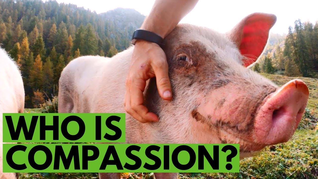 Who is Compassion?