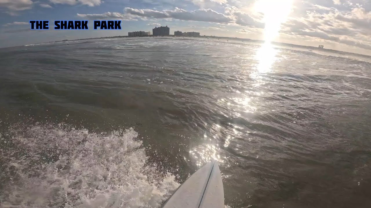 The Shark Park 