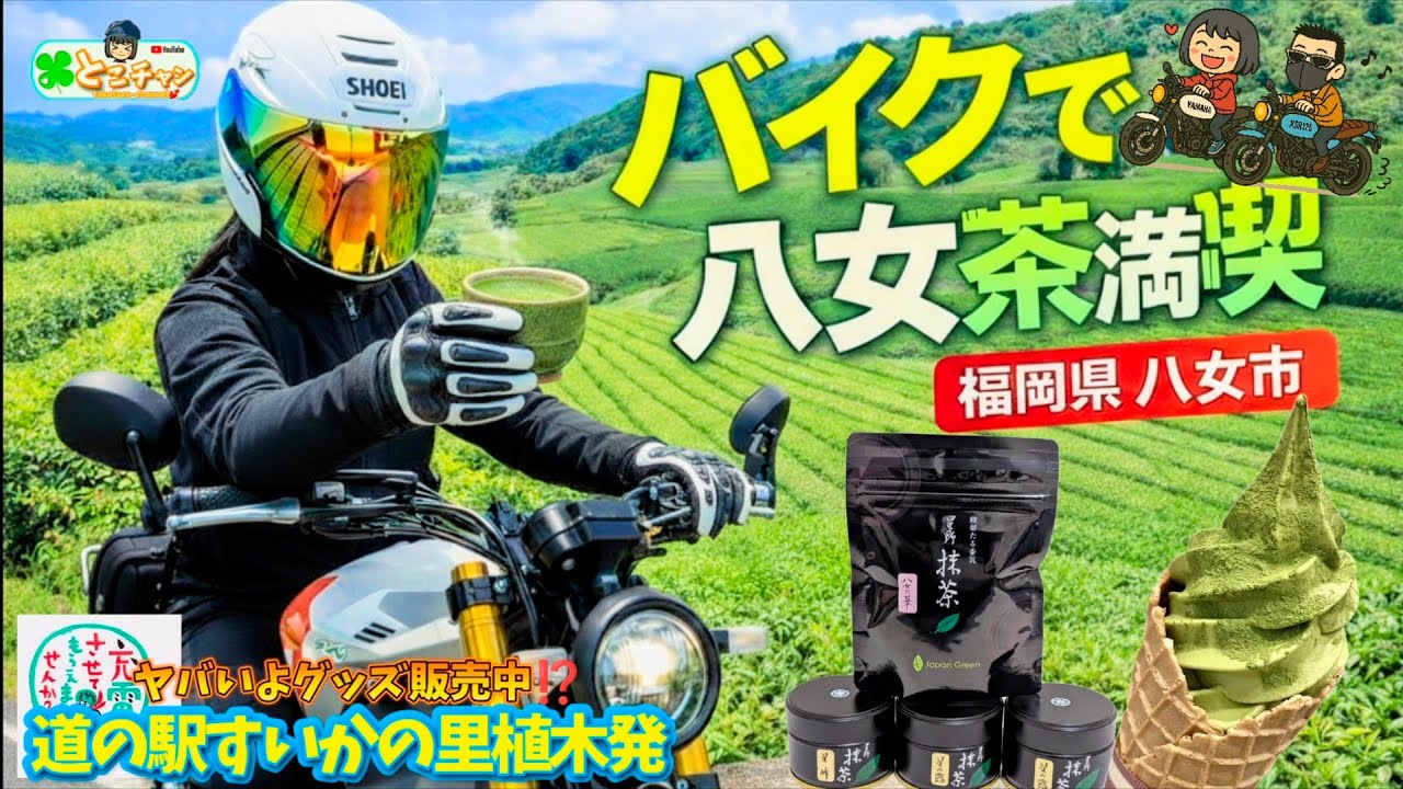 【バイク女子】福岡県の銘茶 八女茶を堪能ツーリング🍵✨️ #星野製茶園 #牛島製茶 #八女茶