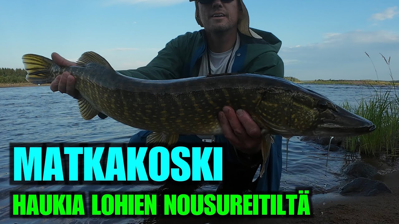 MATKAKOSKI KALASTUS (4K) - Lohien Nousureitiltä haukia ja tärppejä ( Tornionjoen Ruotsin puoli )