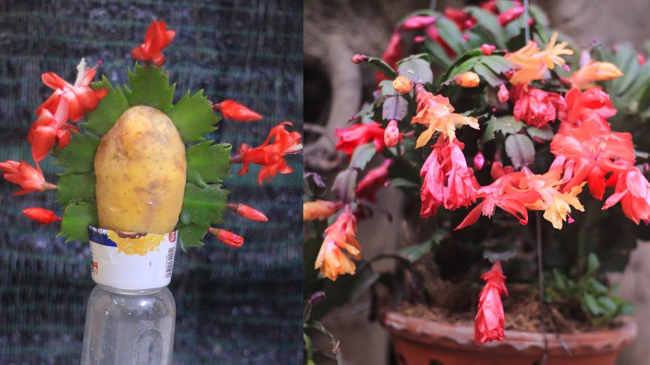 Christmas cactus propagated from potato | Best idea to make Christmas cactus bloom