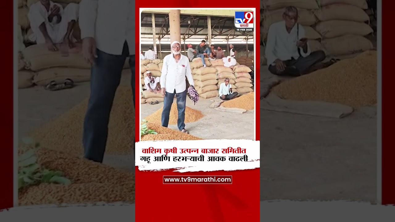 Washim कृषी उत्पन्न बाजार समितीत रब्बी हंगामातील गहू आणि हरभऱ्याची आवक वाढू लागली