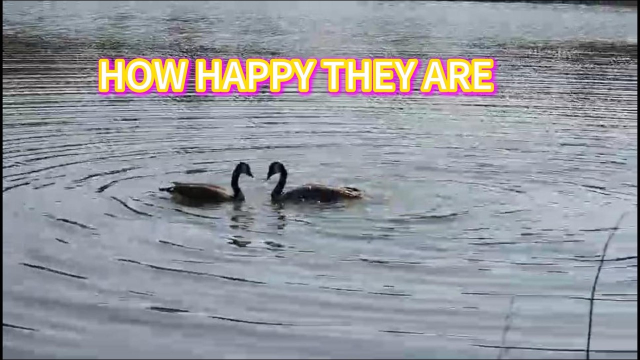Happy geese #goose #wildlife 