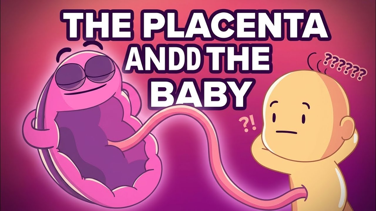 The Baby and the Placenta | How the Baby Gets Food in the Womb