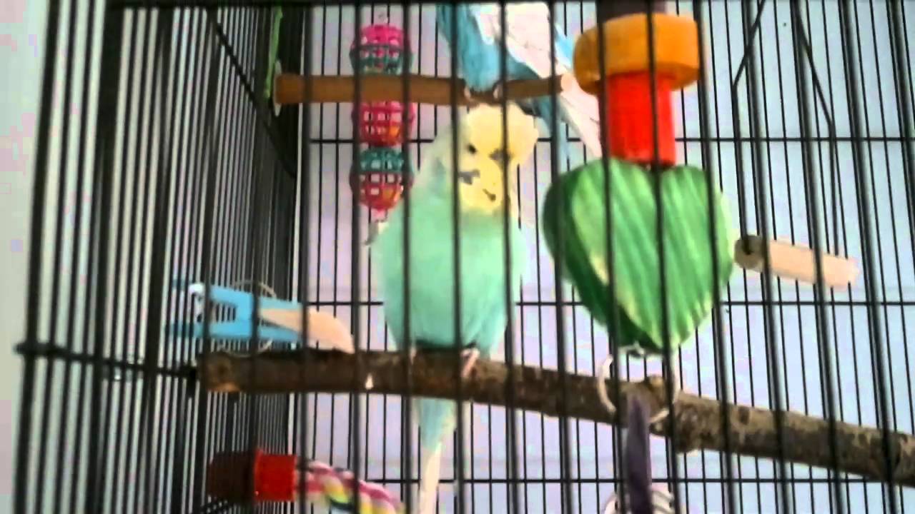Eva The Budgie Chirping, Singing, Screaming.