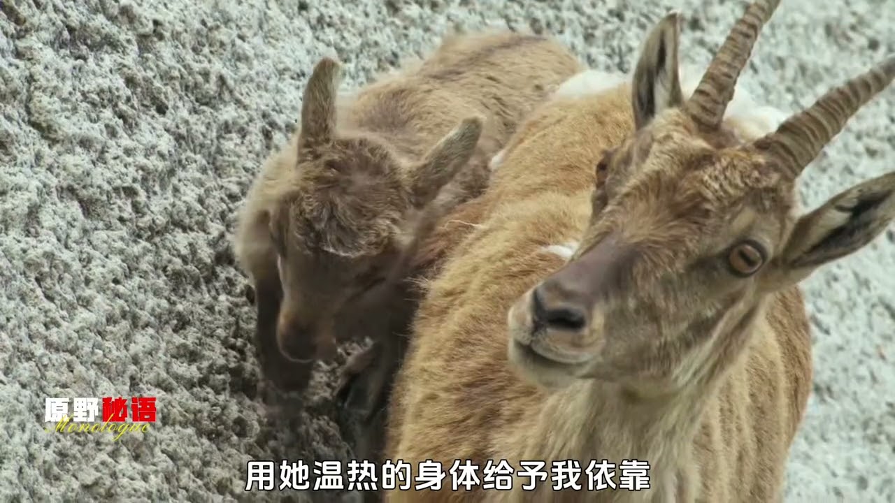 If the price of survival is constantly facing death would you be willing#Animal science