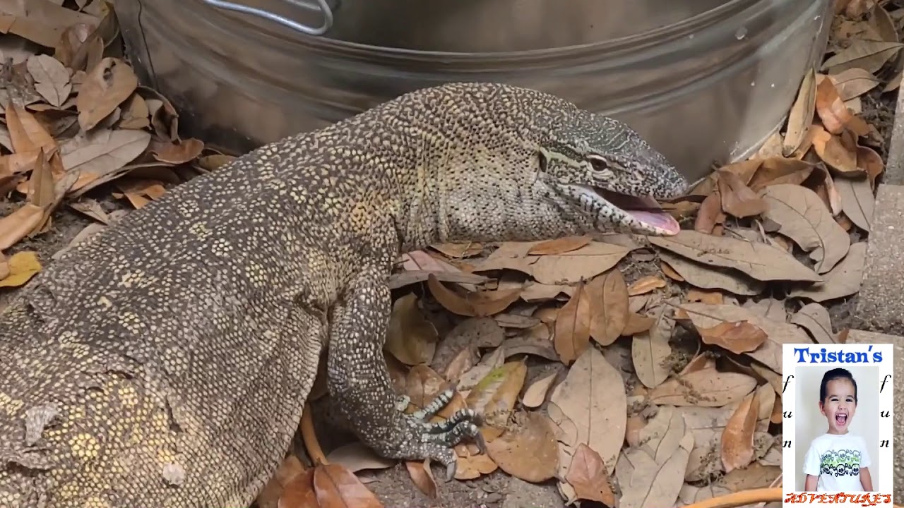 4 year old Feeds a 5 FOOT NILE MONITOR #thenextbrianbarczyk #trainingmonitors #vlog