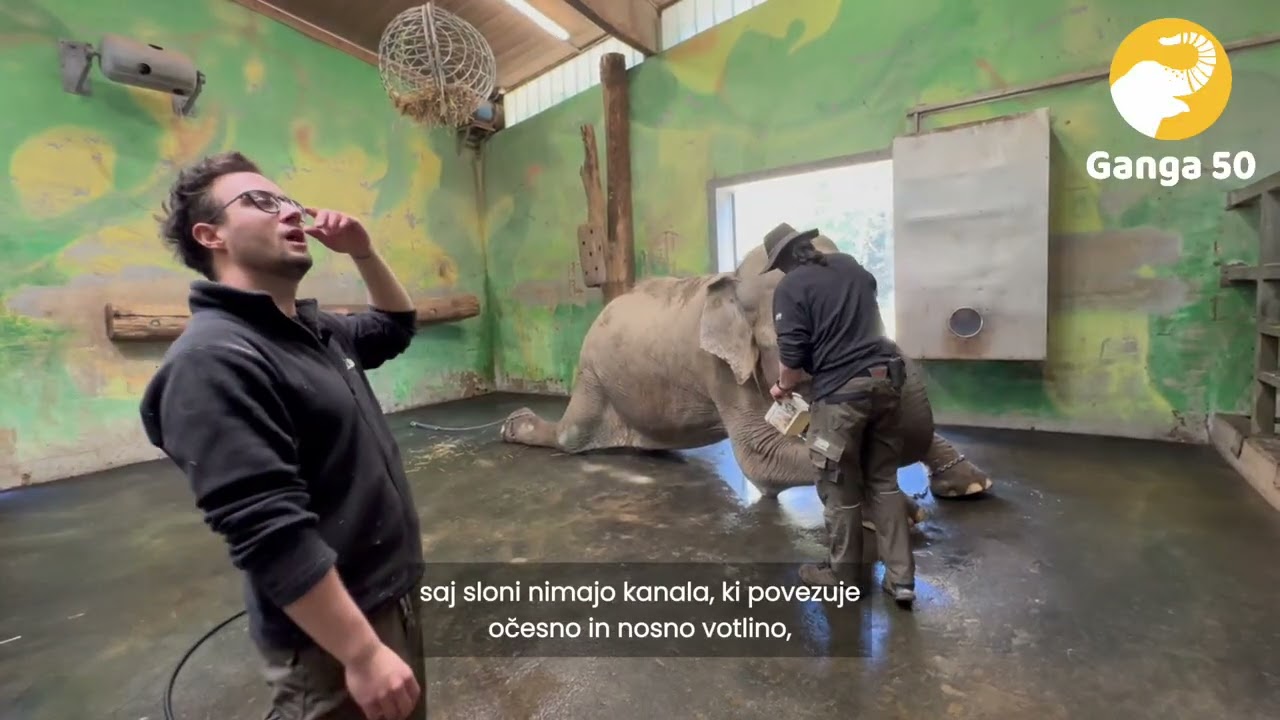 Ganga 50 🐘 : Veterinarski trening Gange 🩺🌿