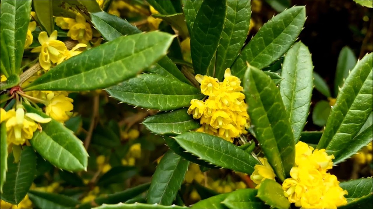 Berberys Bergmanowej Bergmanniae - Poradnik Ogrodowy #304