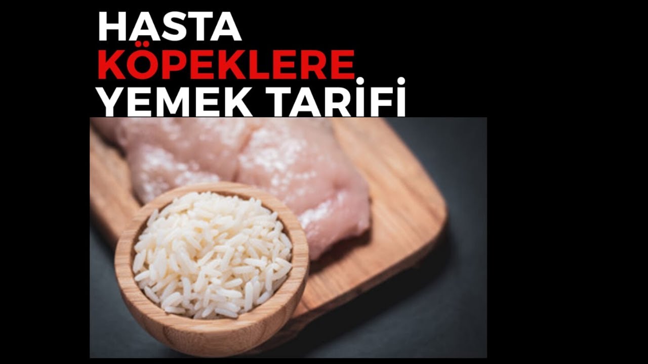 Hasta Köpeklere Yemek Tarifi ll İshal/İştahsızlık Durumları İçin Püre #köpek #aslıaracı #hastaköpek