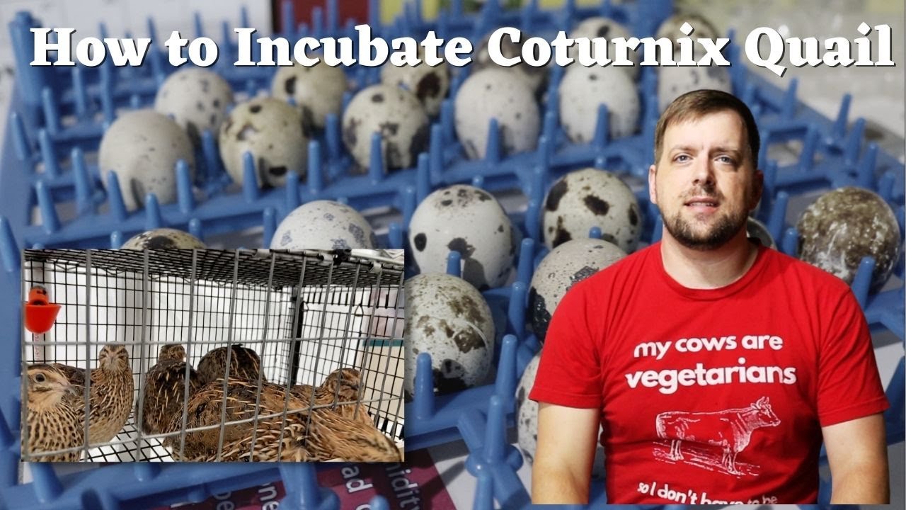 Coturnix Quail: Part 1 - How to Incubate