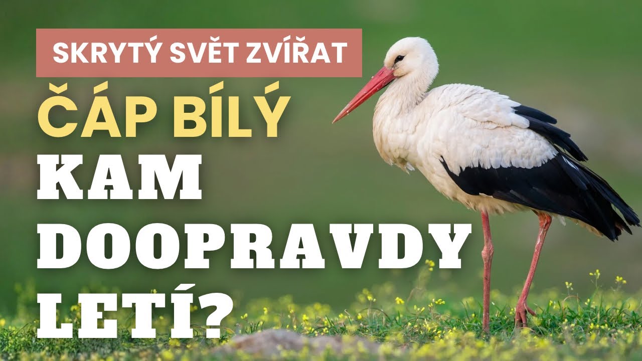 Čáp bílý: Kam odlétá a proč se vždycky vrátí?
