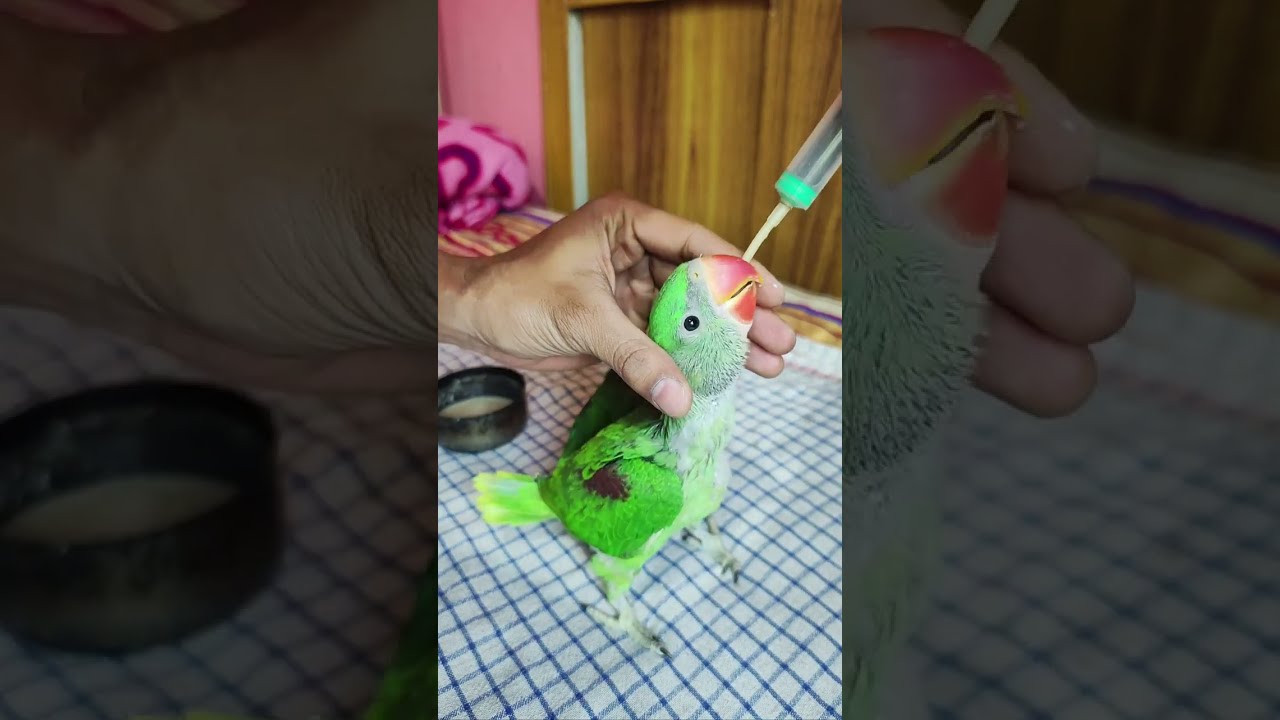 How To Handfeed Alexandrine parrot Baby🦜||Tote k Bache ko kaise khilaye🍼🐣