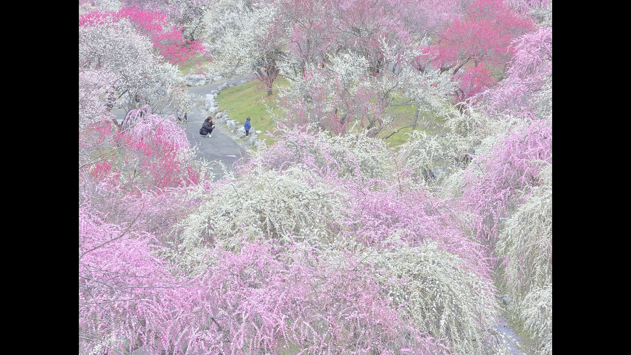 趣味のVLogと風景動画② #nikonzf #ニコンZf #デジカメ #写真 #カメラ #三重 #梅 #春 #趣味