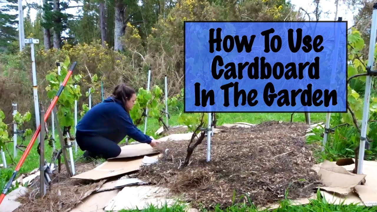 Using Cardboard In The Garden