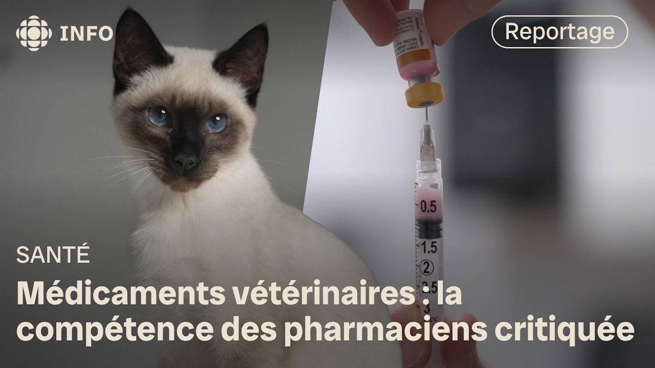 Médicaments pour animaux : quand des vétérinaires discréditent les pharmaciens | La facture