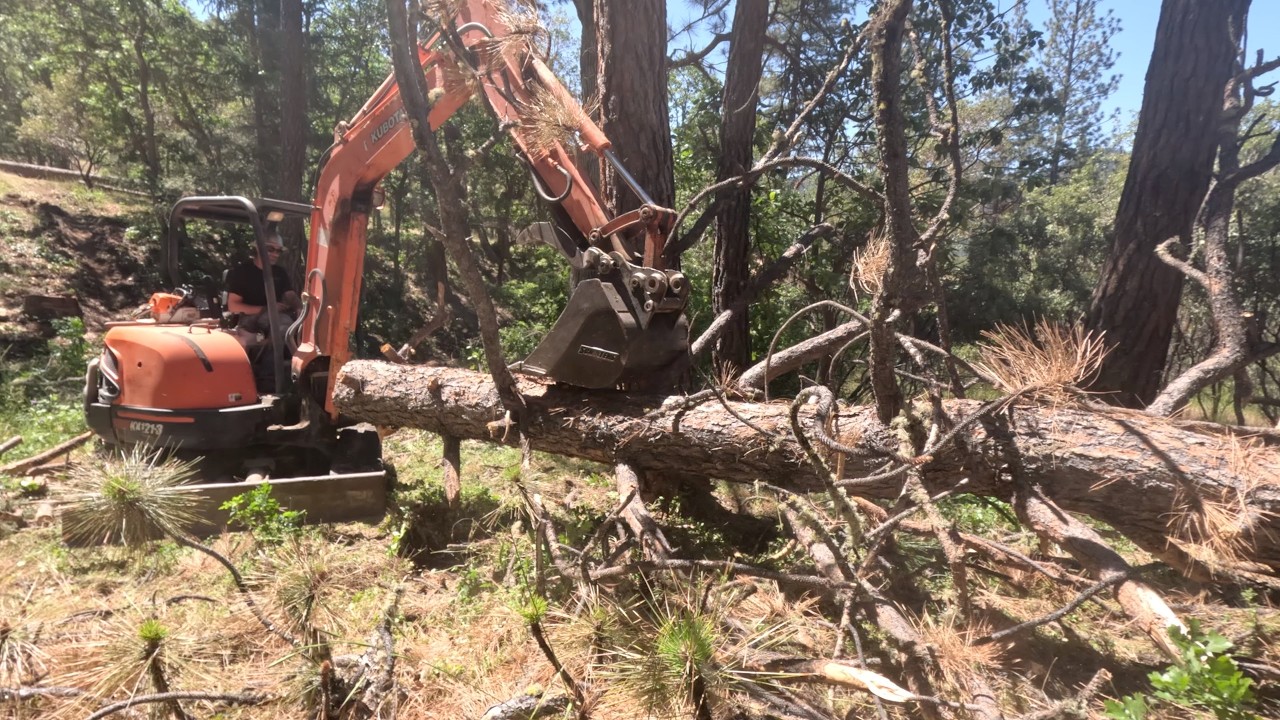 Cutting Dead Ponderosa Pine Trees