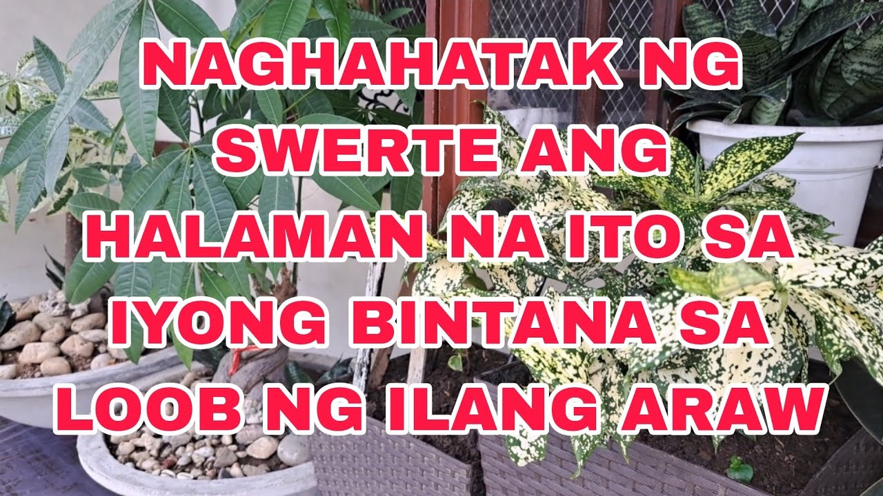 NAGHAHATAK NG SWERTE ANG HALAMAN NA ITO SA IYONG BINTANA