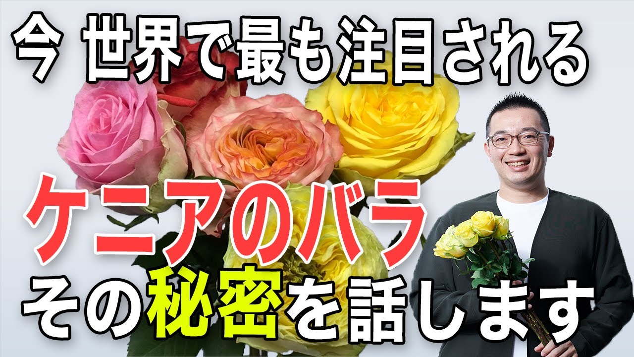 【ケニアのバラ】バラは今ケニアが一番アツい！その秘密を日本一のバイヤーが語ります【世界の花屋】