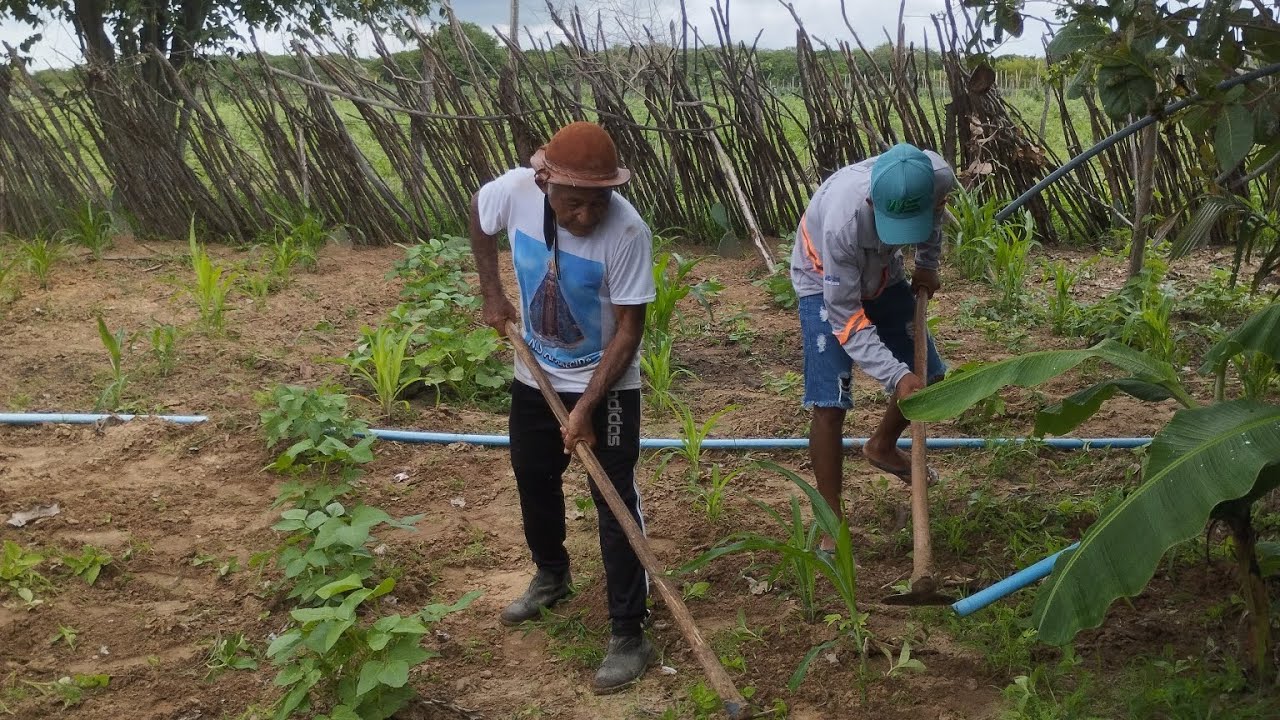 Se inscreva no sertão sipaúba para você ver todas as lavouras Verde as maravilhas do sertão