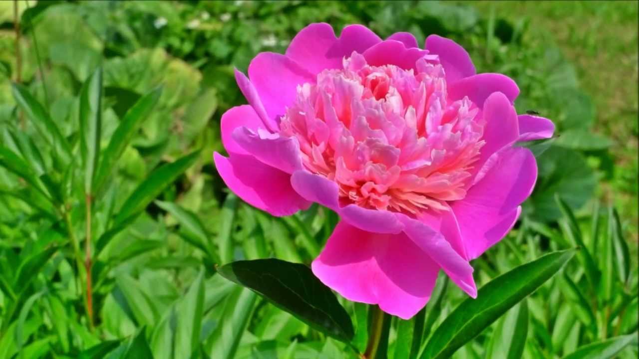 Abundance (Jewel Beetle and Original Guitar Music)